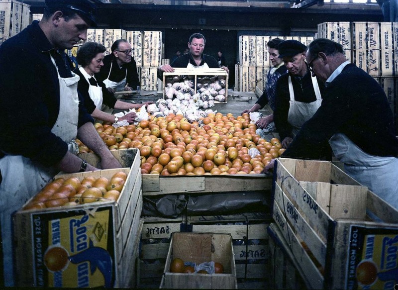 Apfelsinen werden ausgelesen und umgepackt. 1963 © Bildarchiv Denkmalschutzamt -  Anonymus