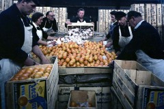 Apfelsinen werden ausgelesen und umgepackt. 1963 © Bildarchiv Denkmalschutzamt -  Anonymus